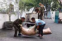 Phát hiện cơ sở chế biến chui số lượng lớn mỡ lợn bẩn ở Phú Thọ