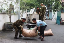 Phát hiện cơ sở chế biến chui số lượng lớn mỡ lợn bẩn ở Phú Thọ