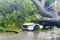 Cây cổ thụ đổ xuống phố Hà Nội đè trúng 2 ô tô 