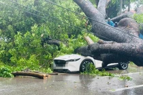 Cây cổ thụ đổ xuống phố Hà Nội đè trúng 2 ô tô 