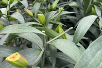 Công an vào cuộc vụ chặt phá hơn 1.200 gốc hoa ly cùng nhiều gốc hoa hồng