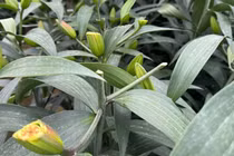 Công an vào cuộc vụ chặt phá hơn 1.200 gốc hoa ly cùng nhiều gốc hoa hồng