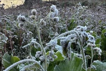 Cao nguyên đá Đồng Văn nhiệt độ hạ xuống dưới 1°C, xuất hiện băng giá