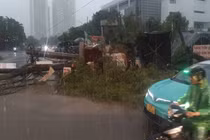 Mưa giông lớn bất ngờ, nhiều cây ở Hà Nội bị đổ