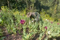 Phá nhổ hơn 12.000 m² cây thuốc phiện tại biên giới Việt - Lào