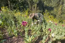 Phá nhổ hơn 12.000 m² cây thuốc phiện tại biên giới Việt - Lào