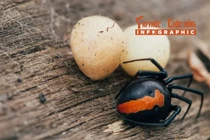 View - Nhện nửa đực nửa cái hiếm gặp được phát hiện tại Thái Lan | Báo Tri thức và Cuộc sống - TIN TỨC PHỔ BIẾN KIẾN THỨC 24H