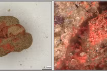 Khai quật mộ cổ Scythia 1.900 năm tuổi, phát hiện thứ không ngờ