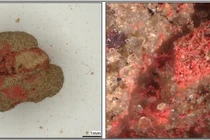 Khai quật mộ cổ Scythia 1.900 năm tuổi, phát hiện thứ không ngờ