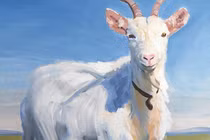 Dự đoán ngày mới 6/9/2025 cho 12 con giáp, Sửu khởi sắc, Thân xui xẻo