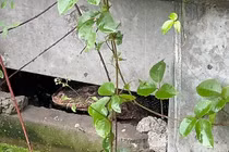 Từ tiếng động lạ, ngã quỵ thấy "quái thú" làm việc tày đình