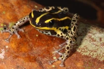 Loài ếch độc nhỏ nhất thế giới mới phát hiện tại Peru