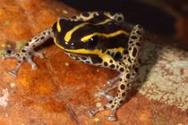 Phát hiện loài ếch độc mới chỉ dài 15 mm tại Peru