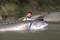 Cần thủ câu được cá tầm "khủng" nặng 258 kg gây bão mạng