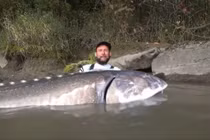 Cần thủ câu được cá tầm "khủng" nặng 258 kg gây bão mạng