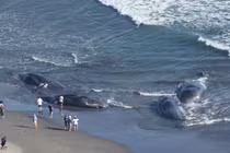 Động đất mạnh rung chuyển, cá voi dạt bờ gây chấn động Nhật Bản