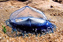 Sứa xanh tuyệt đẹp như ngọc biển, chạm vào dễ mất mạng ngay