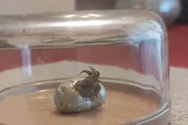 Bí ẩn 'sinh vật ngoài hành tinh' bên trong thiên thạch