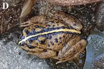 Biến mất hơn 130 năm, loài vật kỳ bí bất ngờ tái xuất