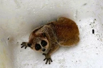 Đi thu hoạch keo, người dân Thanh Hóa bắt được cu li quý hiếm