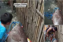 Bắt được cá song khổng lồ gần 100kg, ngư phủ choáng váng