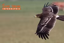 [INFOGRAPHIC] Đại bàng đen quý hiếm thế nào?