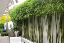 Cảnh báo trồng sai cây khiến rắn kéo vào nhà rình rập