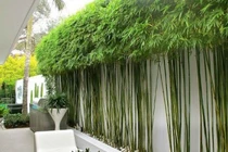 Cảnh báo trồng sai cây khiến rắn kéo vào nhà rình rập