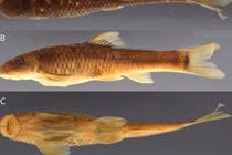 Hai loài đặc hữu Việt Nam lọt danh sách sinh vật mới năm 2025