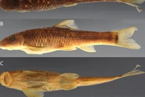 Hai loài đặc hữu Việt Nam lọt danh sách sinh vật mới năm 2025