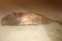 Xác cá voi hơn 30 kg dạt vào bờ biển Phù Mỹ Đông, toàn thân trầy xước