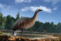 Sắp hồi sinh loài chim khổng lồ tuyệt chủng sau 600 năm?