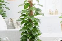 Vừa đẹp vừa cực có ích