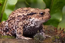 6 loài vật dự báo thiên tai cực chính xác khiến con người bất ngờ