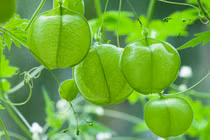 Trồng dây leo bóng bay xanh mướt giúp thu hút may mắn và năng lượng