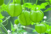 Trồng dây leo bóng bay xanh mướt giúp thu hút may mắn và năng lượng