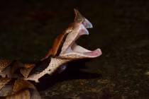  Loài rắn độc ở Việt Nam khiến nạn nhân mất mạng sau đúng 100 bước chân