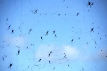 Sửng sốt những cơn mưa động vật lạ lùng nhất thế giới