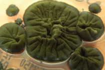 Khả năng bí ẩn của loại nấm ở vùng thảm họa hạt nhân Chernobyl