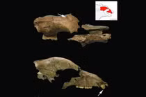 Tiết lộ bí mật đấu sĩ từng chiến đấu với gấu nâu khổng lồ