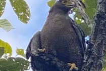 Ngắm dàn động vật quý hiếm trở về rừng Tây Nguyên