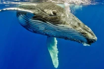 Cá voi đực lớn tuổi dùng 'giọng ca vàng' chinh phục bạn tình