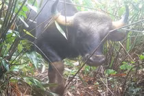 Phát hiện gấu ngựa, bò tót quý hiếm ở Quảng Ngãi nhờ bẫy ảnh