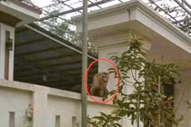 Khỉ đuôi lợn hiếm gặp tấn công người dân ở Thanh Hóa