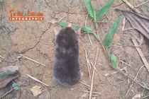 [INFOGRAPHIC] Loài chuột chũi mới phát hiện tại Thanh Hóa