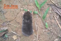 View - Phát hiện loài ong mang ‘sừng quỷ’ kỳ lạ khiến giới khoa học sửng sốt | Báo Tri thức và Cuộc sống - TIN TỨC PHỔ BIẾN KIẾN THỨC 24H