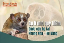[INFOGRAPHIC] Loài cu li quý hiếm trong Sách Đỏ Việt Nam