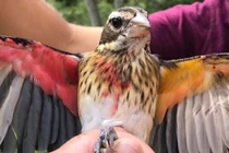 Điểm tên những động vật 'dị biệt' trong tự nhiên gây chấn động khoa học