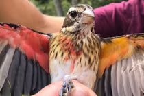 Điểm tên những động vật 'dị biệt' trong tự nhiên gây chấn động khoa học