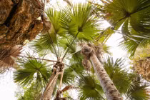 Loài cây độc lạ, cả đời chỉ nở hoa một lần rồi chết